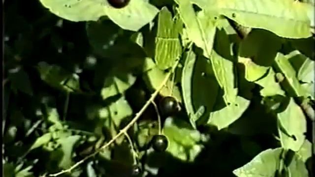 Веганские Рецепты