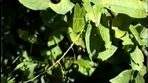 ЧЕРЕМУХА ОБЫКНОВЕННАЯ - ЛЕЧЕБНЫЕ СВОЙСТВА