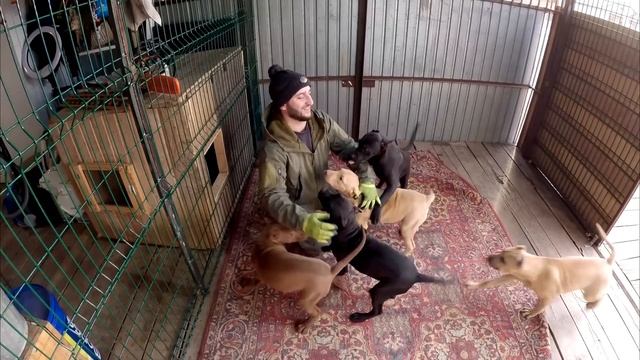 На щенка упал поддон !!! День рождения Кими 4 года. Щенки питбуля и волки бегают по зеленной травке смотреть онлайн