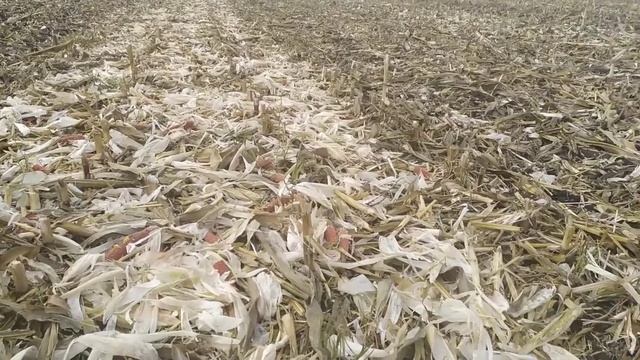 Обробіток ґрунту після кукурудзи??? смотреть онлайн