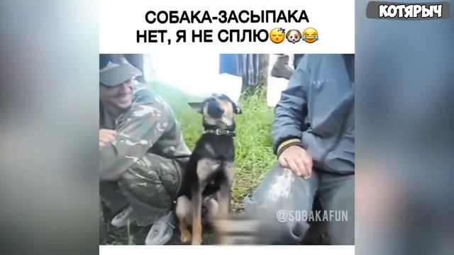 СМЕШНЫЕ КОШКИ и СОБАКИ 😺🐶ЛУЧШИЕ ПРИКОЛЫ ПРО ЖИВОТНЫХ 2022😂 смотреть онлайн