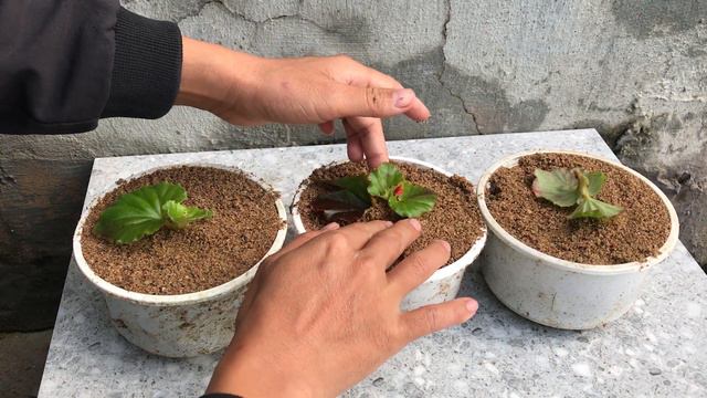 Tips for breeding Begonia from papaya fruit смотреть онлайн