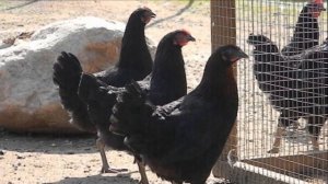 Разведение кур породы Московская черная как бизнес идея | Куры московская черная