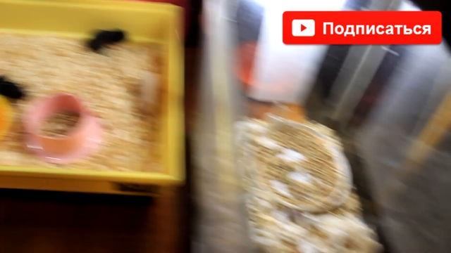 ХОМЯК | УБОРКА КЛЕТКИ ХОМЯКА | ХОМЯЧКА / 14 ДЕНЬ ЖИЗНИ ХОМЯЧАТ | # УБОРКАКЛЕТКИ | Alisa Easy смотреть онлайн