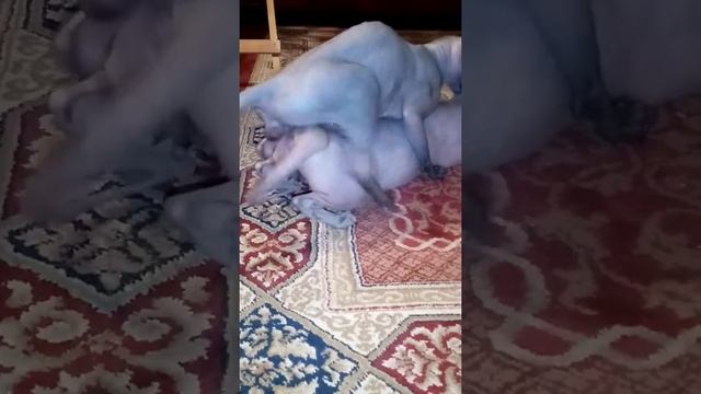 Канадский сфинкс, совокупление. Ночь любви канадский сфинкс и Эльф смотреть онлайн