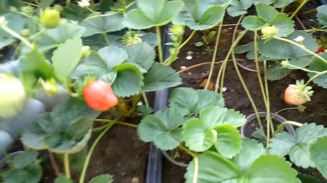 Клубника ГАРМОНИЯ обзор урожайности и рассады смотреть онлайн