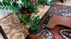 ПЕРЕСАЖИВАТЬ ЗАМИОКУЛЬКАС ПОСЛЕ ПОКУПКИ ИЛИ НЕТ?!