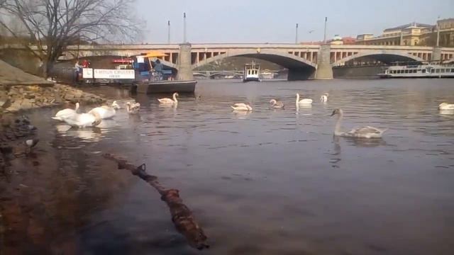 Прага. Чехия. Набережная. Кормим лебедей. Речной трамвайчик. смотреть онлайн