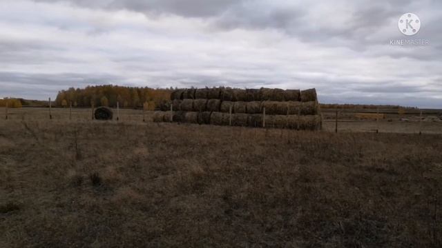 На участке появился огород смотреть онлайн