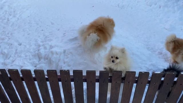 10 DOG Breeds That DON'T Need A Lot Of EXERCISE! смотреть онлайн