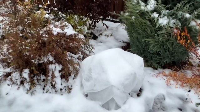 Розы закрыты и сезон закрыт. 30 октября 2023 г. смотреть онлайн