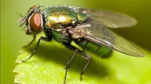 Учим буквы ( + учим животных, насекомых, птиц и т.д). Детский канал Melissa and family