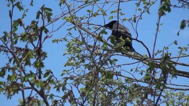 Test Sony HXR-MC2500 смотреть онлайн