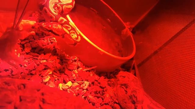 BALL PYTHON DEVOURS MOUSE!!!!(not click bait) смотреть онлайн