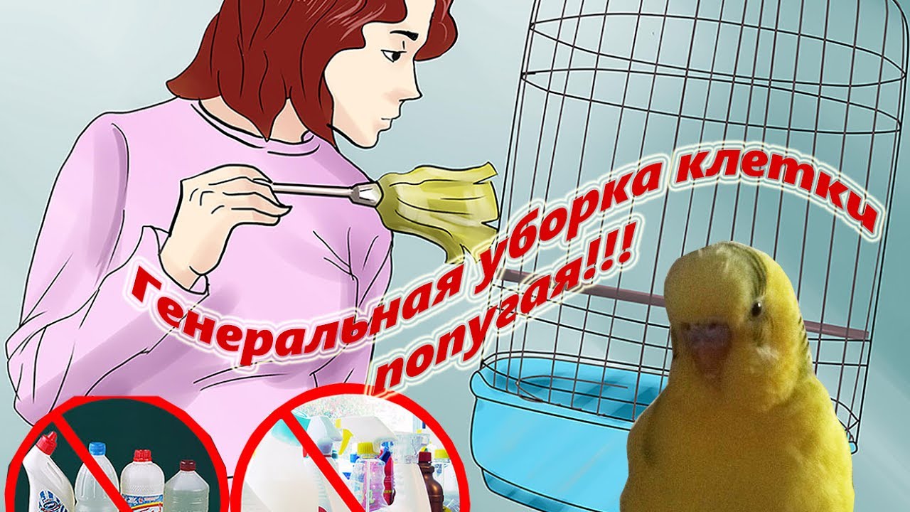 Генеральная уборка клетки попугая. Как делать Что для этого нужно #Мои советы #Содержаниеиуход смотреть онлайн