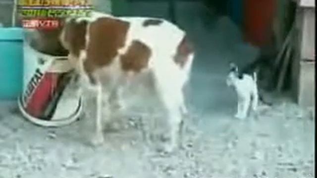 Любопытный Кот смотреть онлайн