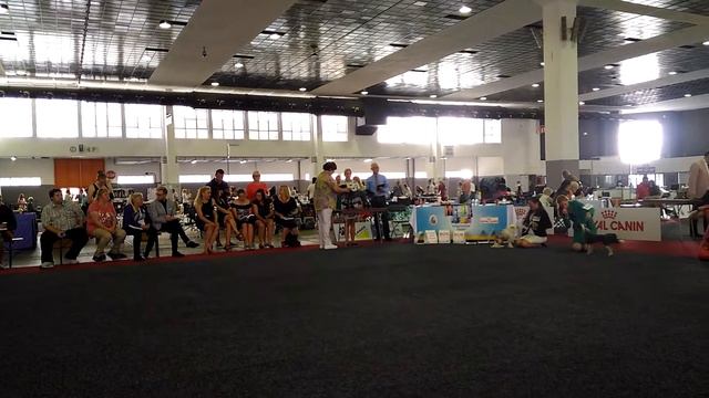 EDS 2016, BRUSSELS, 27.08.2016, Chinese Crested Dogs