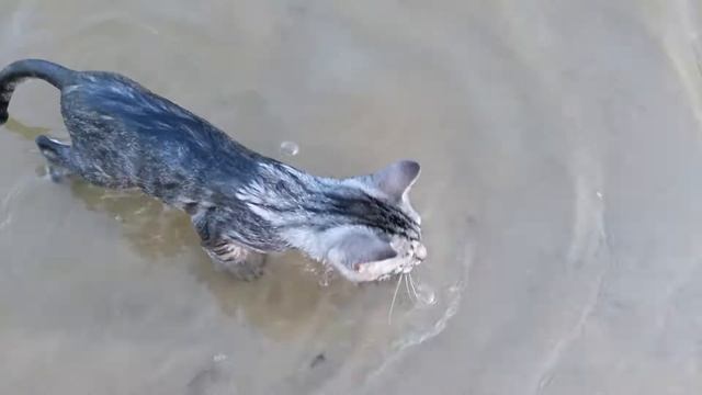 Просто кот, который не боится воды. смотреть онлайн