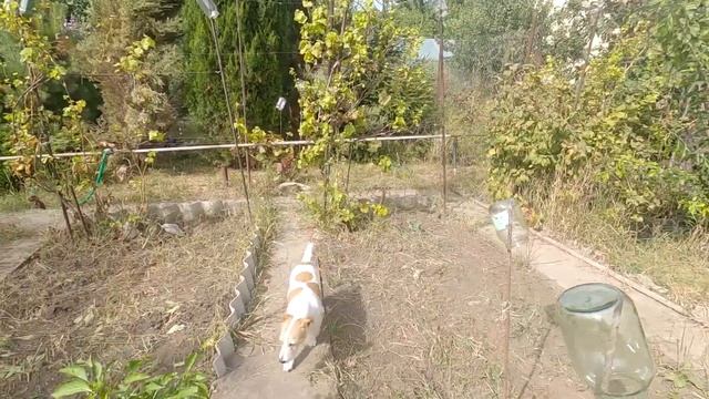 Осень наступила, собрали урожай,обзор сада, сладкий перец на зиму, жизнь в частном доме,семейныйБло смотреть онлайн