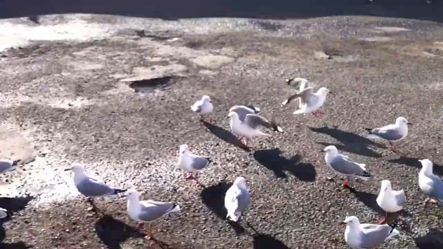 Squabbling Seagulls Kaikoura, Aotearoa New Zealand смотреть онлайн