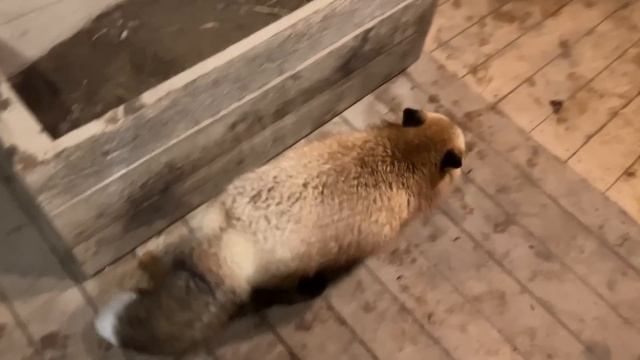 Алиса - лиса. В многокомнатном вольере смотреть онлайн