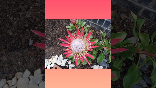 感恩之心 🙏🙏🙏 King protea 帝王花 （菩提花 ） смотреть онлайн