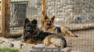 Помесь немецкой овчарки и кавказской овчарки