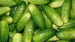 семена огурцов сибирские гирлянды купить