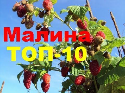 Малина ТОП-10, малина ремонтантная, летняя, сорта смотреть онлайн
