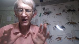 Как Разводить Домашних Шмелей? Мои Шмели. В.С. Гребенников. How to Breed Bumble-Bees? Bumblebee Nes