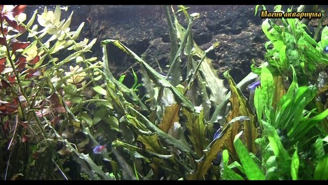 Аквариумные растения без CO2 | Содержание растений без CO2 | Аквариум без CO2 (#64)