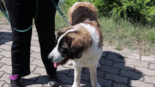 Moscow Watchdog (Moscow Guard Dog) - Everything you need to know!  DogCastTV!