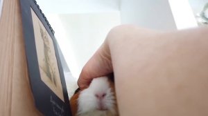 День Бузи VS День Веры | Свинка Бузя Стала Kоролевой!