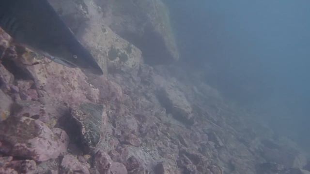 Sharks, Sharks , Sharks.!!! смотреть онлайн