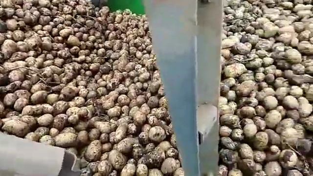 Сорт Сильвана. Урожайность 52 т/га. смотреть онлайн