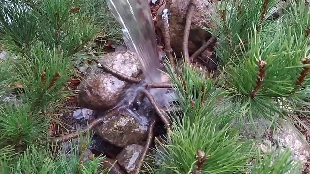 Что делать с хвойными после зимы? Помощь, обработки, подкормки. смотреть онлайн