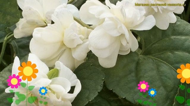 Виола душистая Комте де бразза. Краткий обзор, описание характеристик viola odorata Comte de Brazza смотреть онлайн