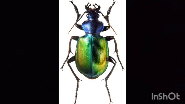 Coleoptera жук красотел пахучий смотреть онлайн