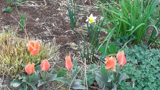 Что цветёт в моем саду в середине апреля