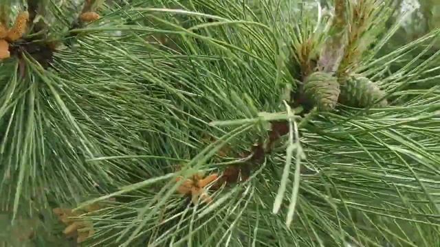 СОСНОВАЯ ПЫЛЬЦА / НОВАЯ ЭРА / СВЕТЛАНА МУСИНЦЕВА смотреть онлайн