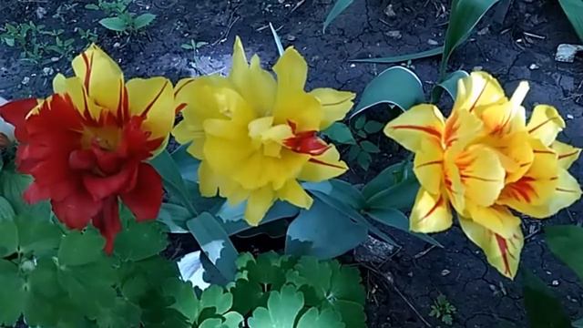 Прекрасные тюльпаны/Beautiful tulips смотреть онлайн