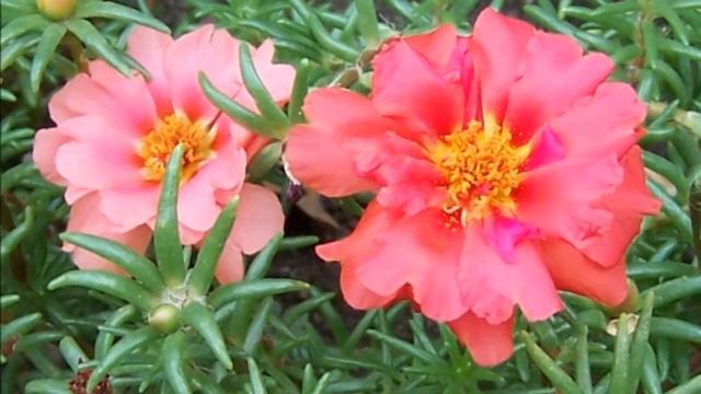 Garden Vigor Maximizes Plant Health for all of your Choice Plants смотреть онлайн