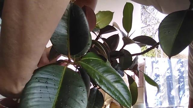 FICUS BATHING