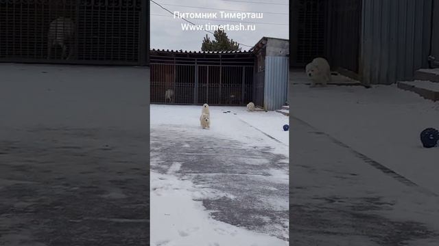 Щенки питомника ТИМЕРТАШ помет Н и М сезона 2021 есть доступные щенки +79048881825 viber whatsapp смотреть онлайн