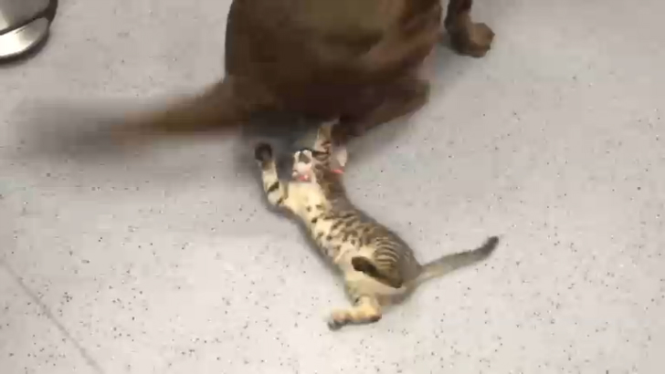 Маленький охотник смотреть онлайн