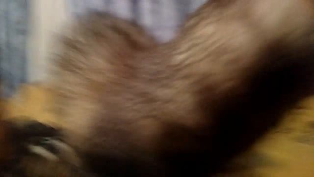 Ох уж эти невидимые блохи смотреть онлайн