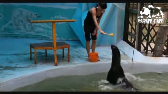 Представление с северными морскими котиками смотреть онлайн