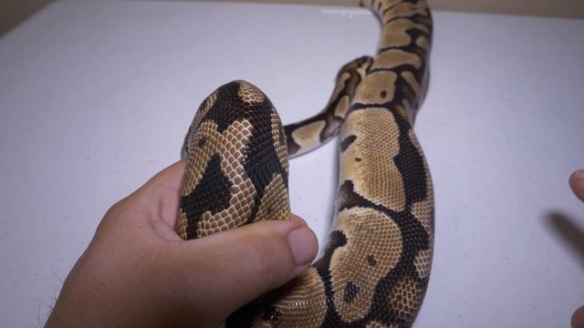 INJURED RESCUE Ball Python Update! | Wound Check After Shed! смотреть онлайн