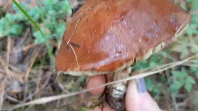 Как мы нарвали ПОЛЬСКИХ грибов смотреть онлайн