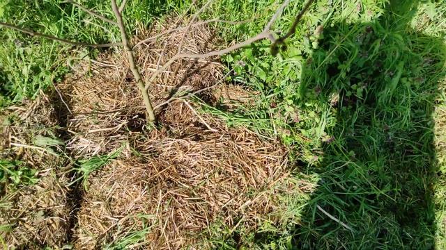 Весна, цветут фруктовые деревья, жёское мульчирование, экзоты, хурма смотреть онлайн